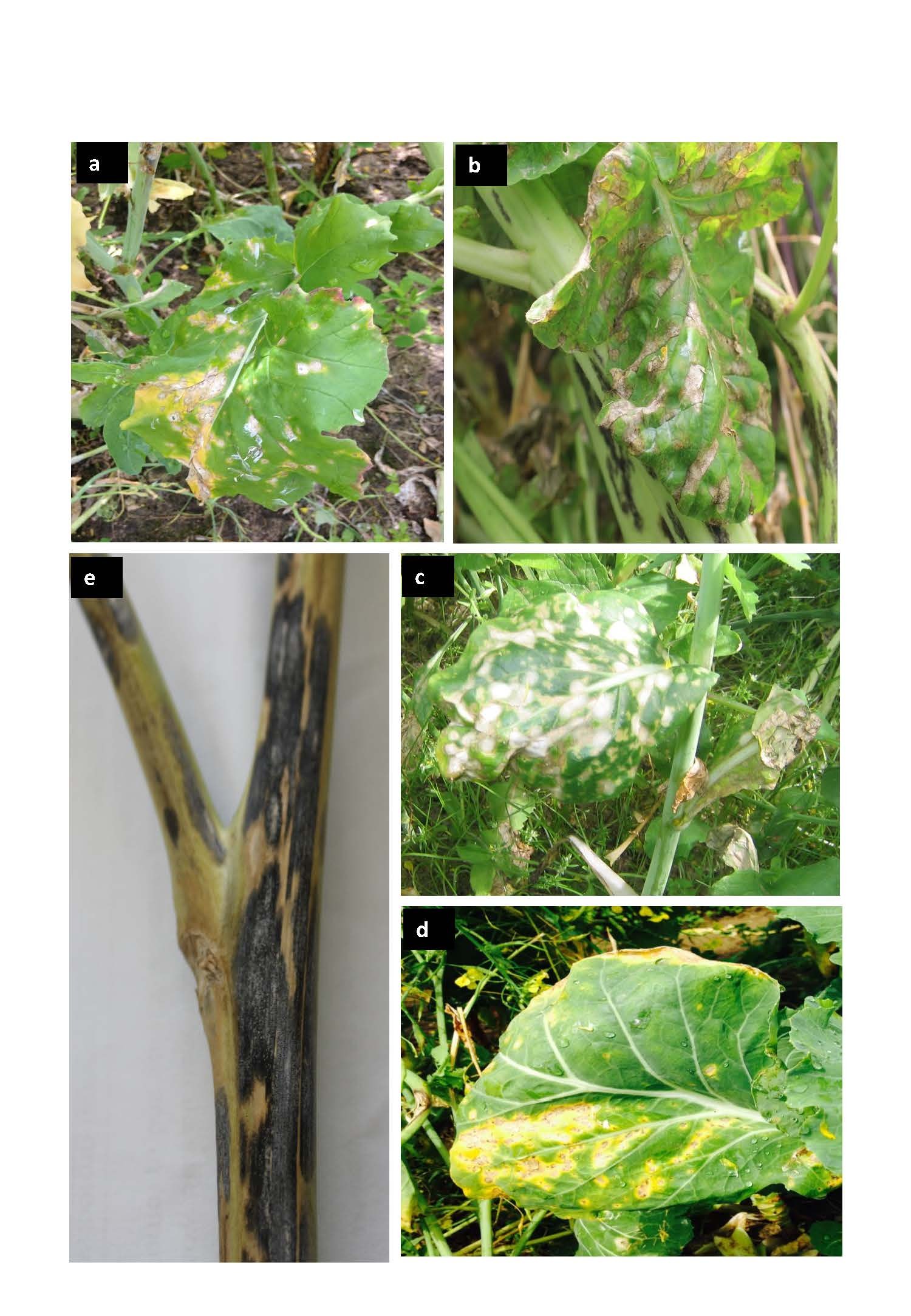 Figure 16